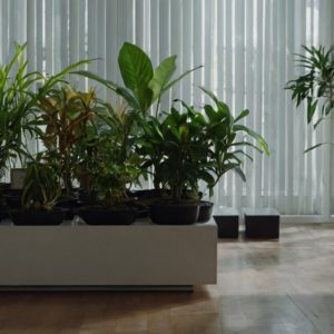 Indoor Plant Placement Consultation