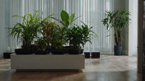 Indoor Plant Placement Consultation